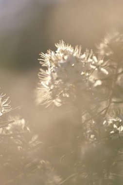 Ön planda bulanıklık ve arka planda bulanıklık olan güneş ışığında beyaz bitki