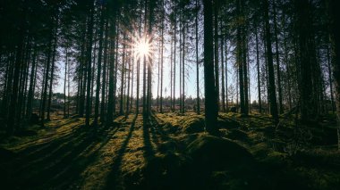 Güneş ormana parlar ve uzun gölgeler bırakır.