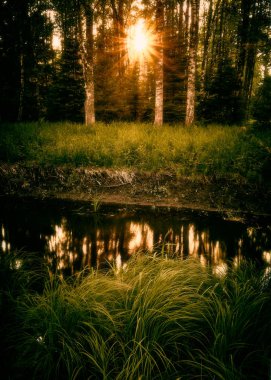 güneş orman boyunca parlar ve ön planda yüksek çim küçük bir dere yansıtır