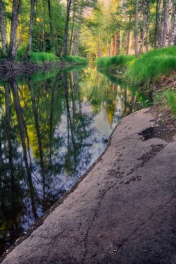 sağ ve çevresinde bir uçurum ile ormanda bir nehir
