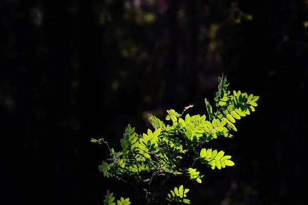Зеленое Растение Солнечном Свете Размытом Переднем Плане Размытом Фоне — стоковое фото