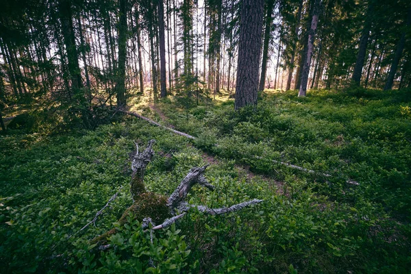 Árvore Velha Deitada Terreno Verde Floresta Com Árvores Fundo — Fotografia de Stock