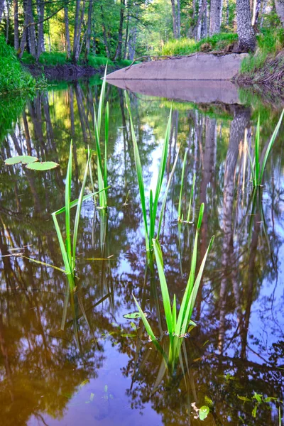 水から突き出た小さな緑色のリード — ストック写真