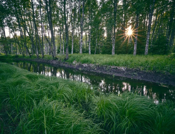 Ruisseau Traverse Forêt Avec Herbe Haute Premier Plan Soleil Arrière — Photo