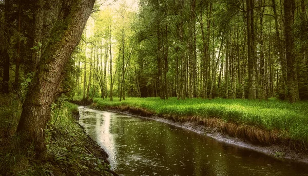 一条小溪流过一片美丽的绿色五颜六色的森林 — 图库照片