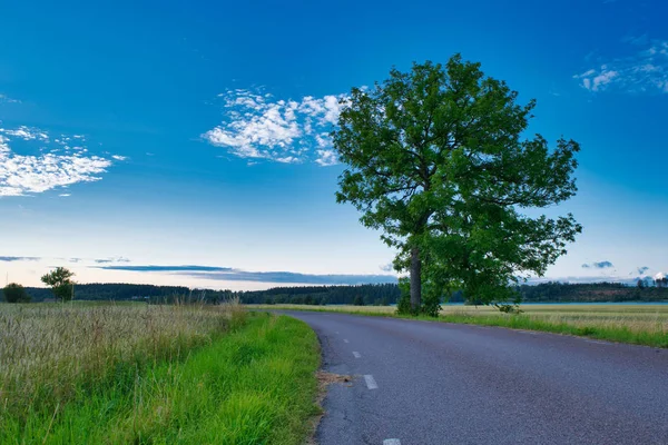 Stejarii Stau Lângă Drum Asfalt Câmpuri Verzi Laturi Cer Albastru — Fotografie, imagine de stoc