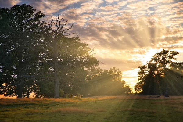 ön planda bir alan ile orman boyunca parlayan güneş ışınları