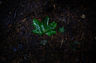 Yerde kahverengi arkaplanı olan büyük ve küçük yeşil bir yaprak.
