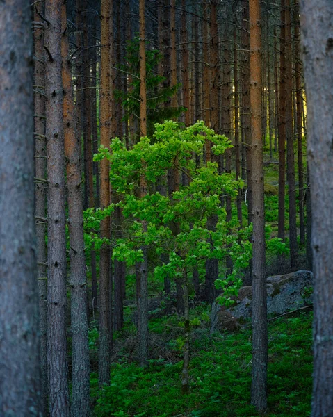 Ein Kleiner Baum Mit Grünen Blättern Umgeben Von Kiefern Und — Stockfoto