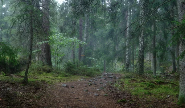 Caminho Que Conduz Uma Floresta Nebulosa — Fotografia de Stock