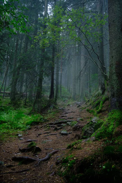 Ködös Erdőbe Vezető — Stock Fotó