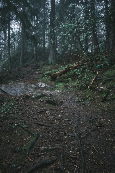 Vägen Till Mörk Skog Med Dimma — Stockfoto