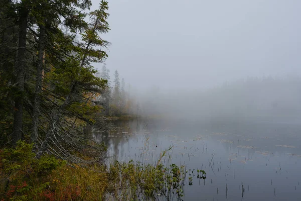 Herbst Foto Von Einem See Und Wald Einem Nebligen Morgen — Stockfoto