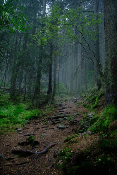 Pfad Führt Einen Nebligen Wald lizenzfreie Stockbilder