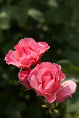 çiçekli gül yakın