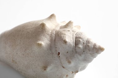 deniz kabuğu metin için kopyalama alanı ile beyaz arka plan üzerinde izole