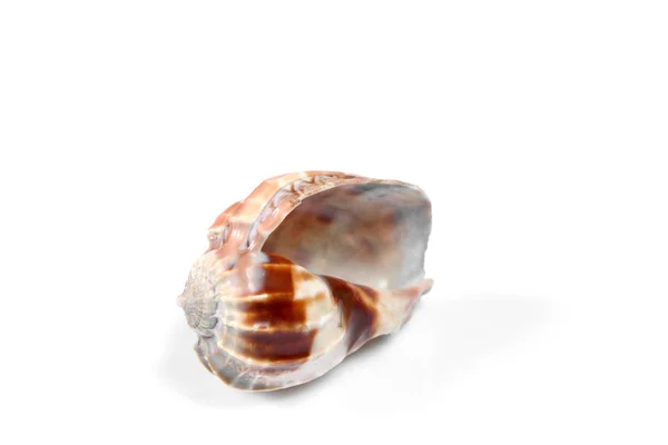 Sea Shell Geïsoleerd Witte Achtergrond Met Kopieer Ruimte Voor Tekst — Stockfoto