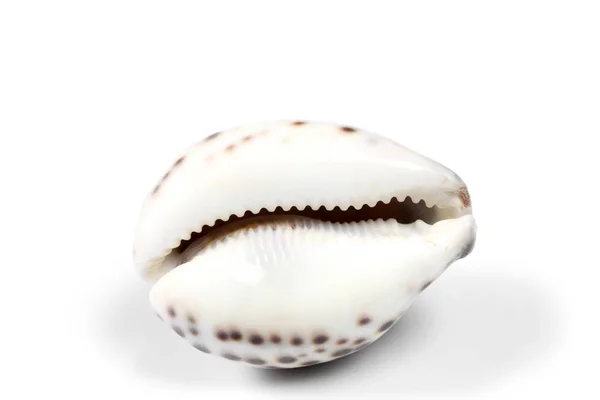 Sea Shell Isolated White Background Copy Space Your Text — Stock Photo, Image