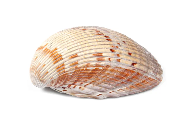 Sea Shell Geïsoleerd Witte Achtergrond Met Kopieer Ruimte Voor Tekst — Stockfoto
