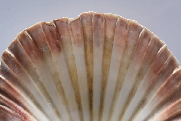 Close Een Sea Shell Geïsoleerd Witte Achtergrond Met Kopieer Ruimte — Stockfoto