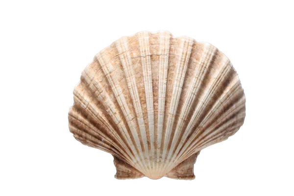 Sea Shell Geïsoleerd Witte Achtergrond Met Kopieer Ruimte Voor Tekst — Stockfoto