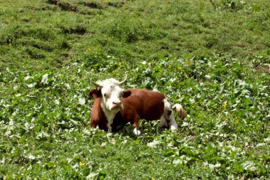 İtalyan Alpleri'nde bir çayır üzerinde dinlenme