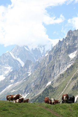 inekler İtalyan Alpleri'nde bir çayır üzerinde dinlenmek