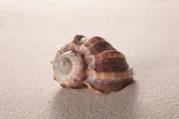 Shell Het Zand Met Kopieer Ruimte Voor Tekst — Stockfoto