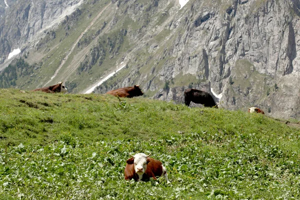 在意大利阿尔卑斯山的草地上休息的牛 — 图库照片