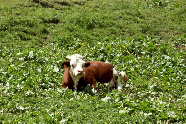 İtalyan Alpleri'nde bir çayır üzerinde dinlenme