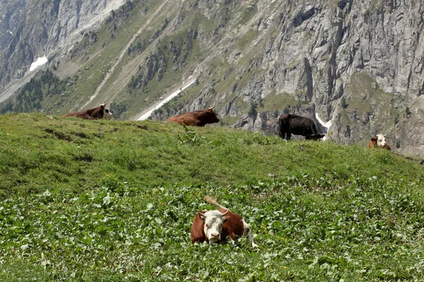 Корова Отдыхает Лугу Итальянских Альпах — стоковое фото