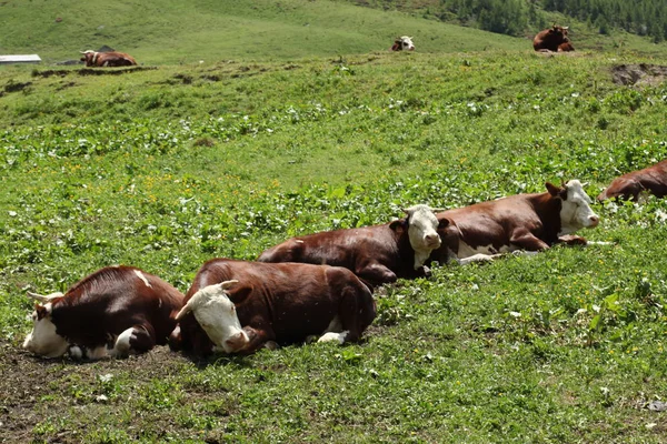 Корови Відпочивають Галявині Італійських Альпах — стокове фото