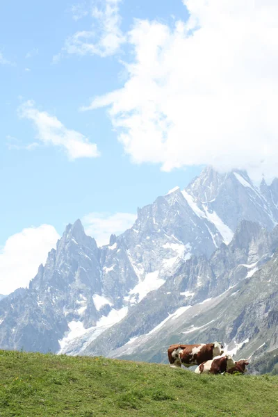 Vacas Descansan Prado Los Alpes Italianos — Foto de Stock