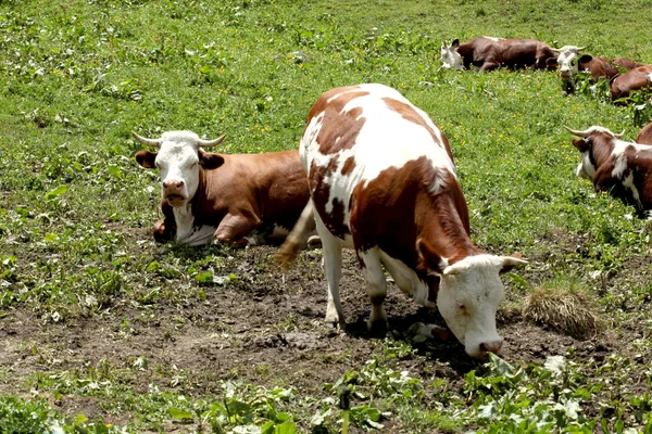 Коровы Лугу — стоковое фото
