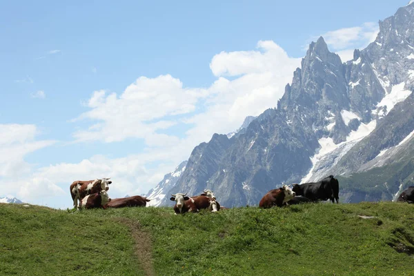 奶牛在意大利阿尔卑斯山的草地上休息 — 图库照片