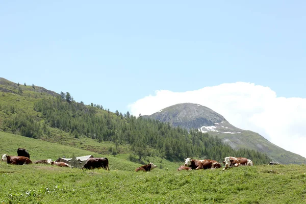 牛はイタリアアルプスの草原で休む — ストック写真