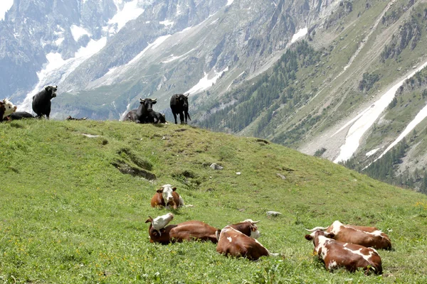 Sapi Beristirahat Padang Rumput Alpen Italia — Stok Foto