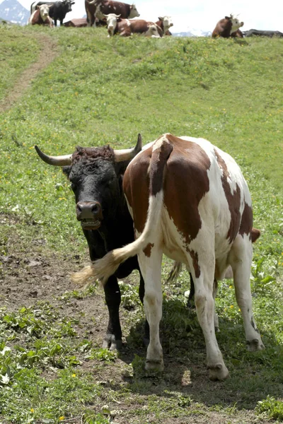 Vacas Descansan Prado Los Alpes Italianos —  Fotos de Stock