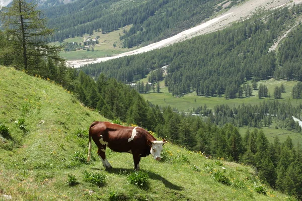 Vaca Prado Los Alpes Italianos — Foto de Stock