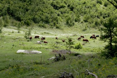 İtalyan Alpleri'nde bir çayırda otlayan sürüsi