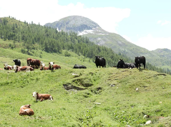 奶牛在意大利阿尔卑斯山的草地上休息 — 图库照片