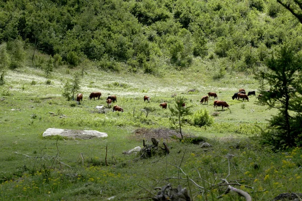 Стадо Коров Пасущихся Лугу Итальянских Альпах — стоковое фото