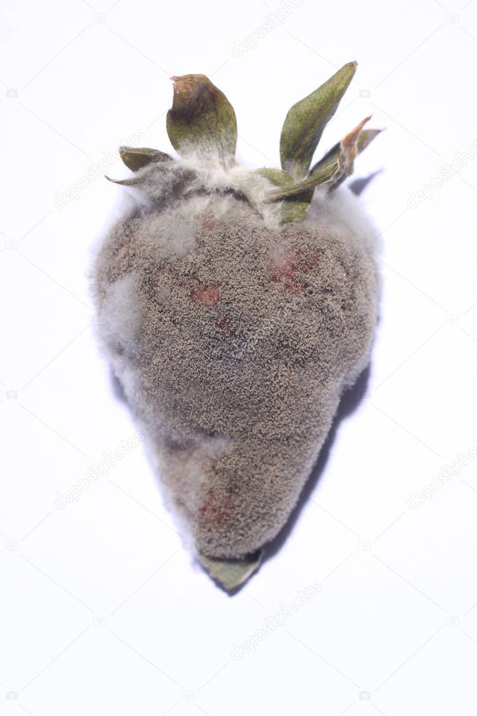 rotten strawberry isolated on white background with copy space for your text