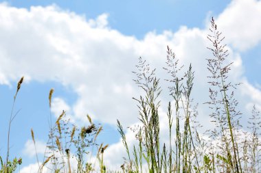 çim üzerinde yakın metin için kopya alanı ile bulutlu gökyüzü arka plan üzerinde kaynaklanıyor