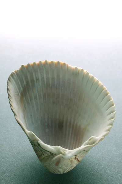 Sea Shell Een Grijze Achtergrond Met Kopieer Ruimte Voor Tekst — Stockfoto