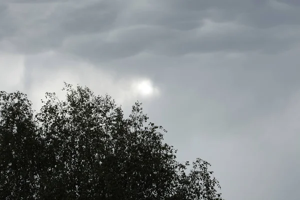 Boom Met Stormachtige Donkere Haevy Wolken Achtergrond — Stockfoto