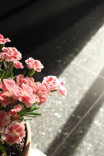 jar of pink carnation in an apartment with copy space for your text