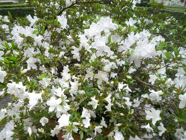Cerca Arbusto Azaleas Blancas — Foto de Stock