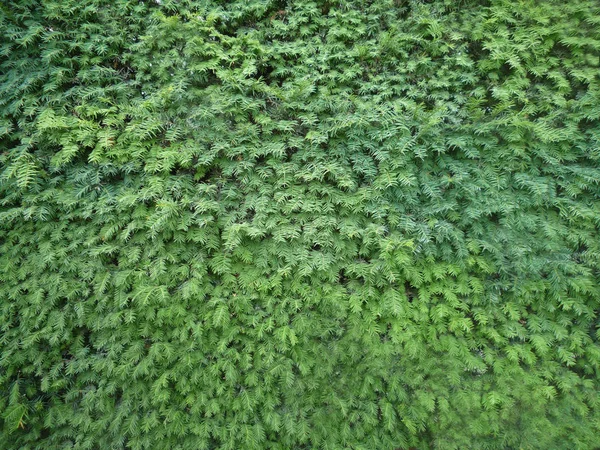 Een Muur Bedekt Door Een Bush Een Tuin — Stockfoto