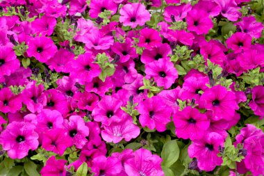 Çiçekli petunya bitkisine yakın durun.